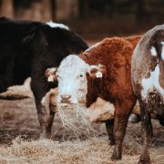 annie-spratt-_l7iCA9gI0o-unsplash annie-spratt-_l7iCA9gI0o-unsplash